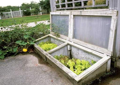 Herbs in cold frame